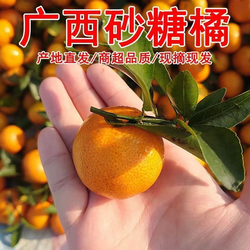 正宗广西砂糖橘好吃不贵年底优惠价格美丽产地直发欢迎致电