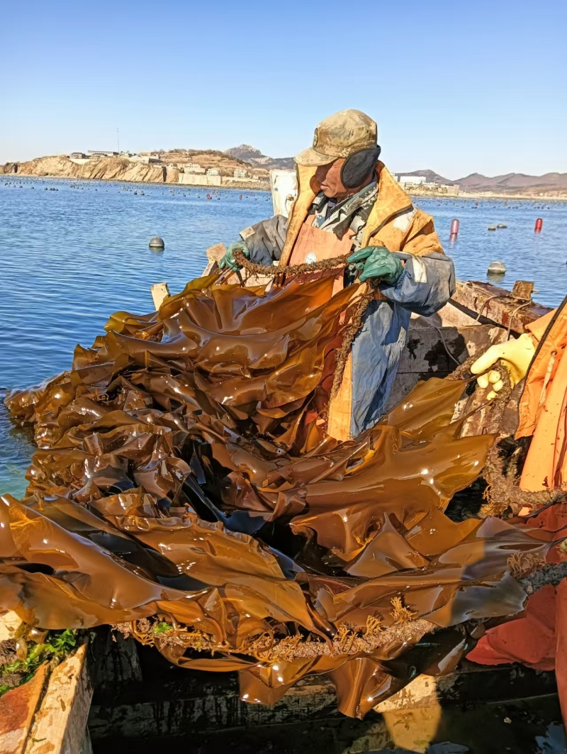 鲜海带鲜品菜鲜嫩可口一手货源深海养殖