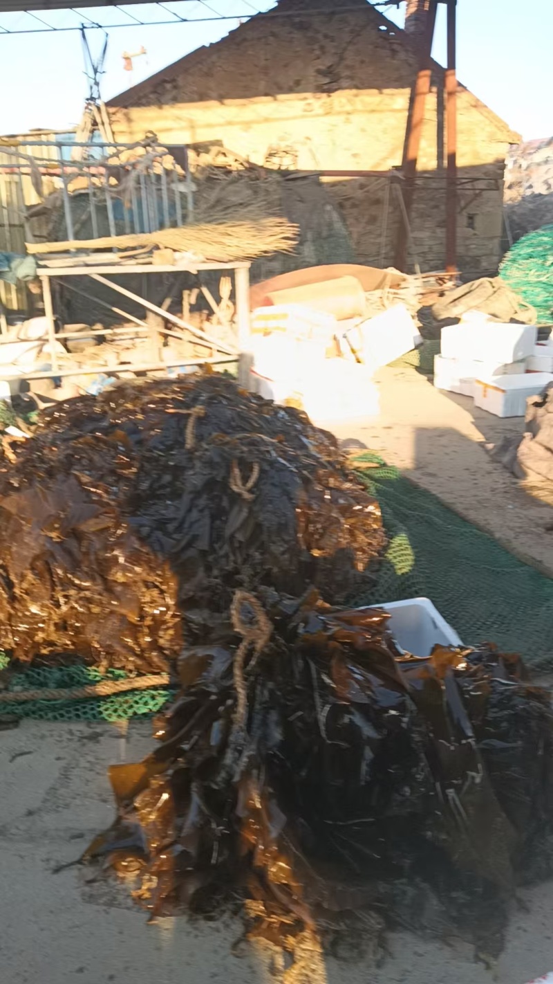 鲜海带鲜品菜鲜嫩可口一手货源深海养殖