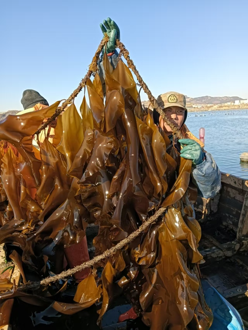 鲜海带鲜品菜鲜嫩可口一手货源深海养殖