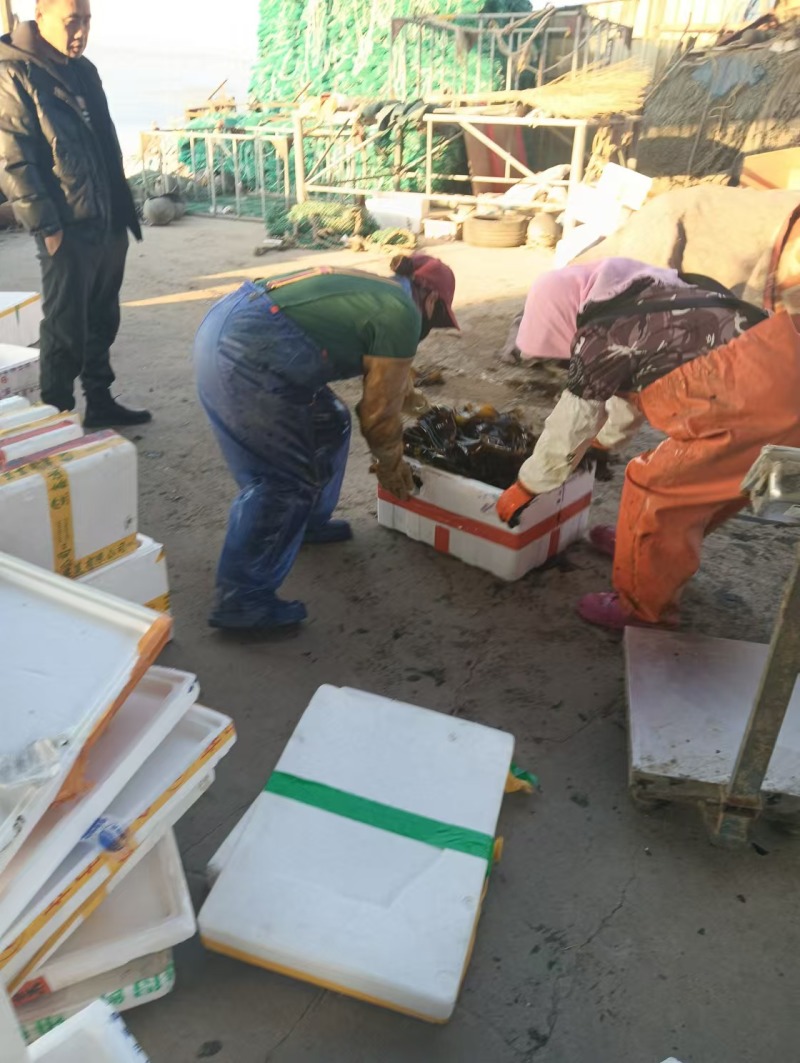 鲜海带鲜品菜鲜嫩可口一手货源深海养殖