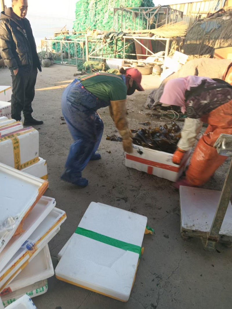 鲜海带鲜品菜鲜嫩可口一手货源深海养殖
