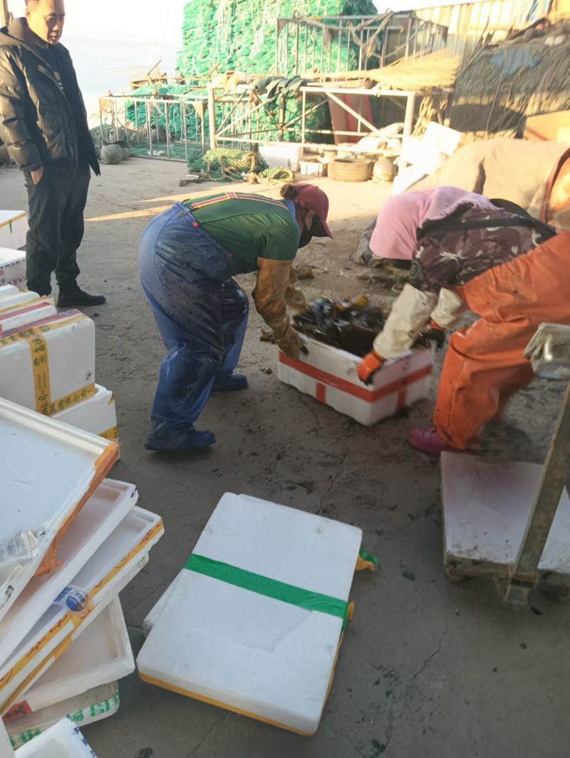 鲜海带鲜品菜鲜嫩可口一手货源深海养殖