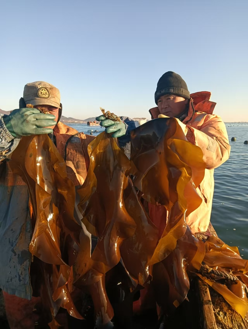 海带鲜海带水菜深海养殖一手货源运费商议