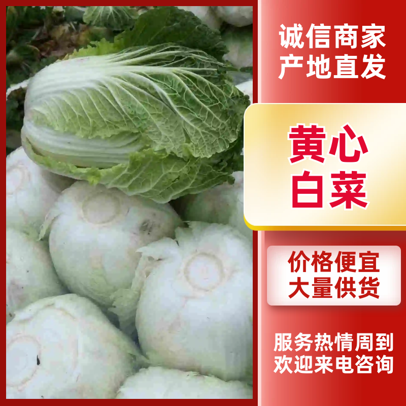 黄心白菜，湖北白菜，大白菜，基地直发，诚信经营