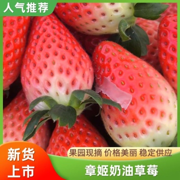 河南越秀草莓基地直供品质保障按需配货对接批发零售