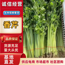江苏芹菜香芹对接电商商超市场社区团购常年发货