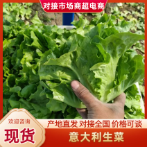 江苏意大利生菜蔬菜基地直发对接电商商超市场食堂