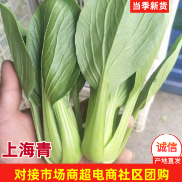 《上海青》杭白菜油菜对接电商市场超市社区团购