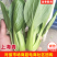 《上海青》杭白菜油菜对接电商市场超市社区团购
