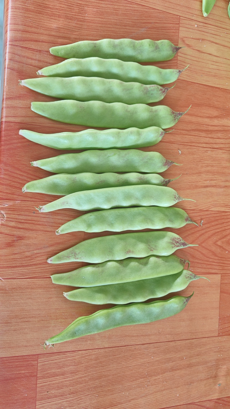 广东油豆角大量现货供应，规格齐全一手货源，可视频看货