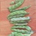 广东油豆角大量现货供应，规格齐全一手货源，可视频看货
