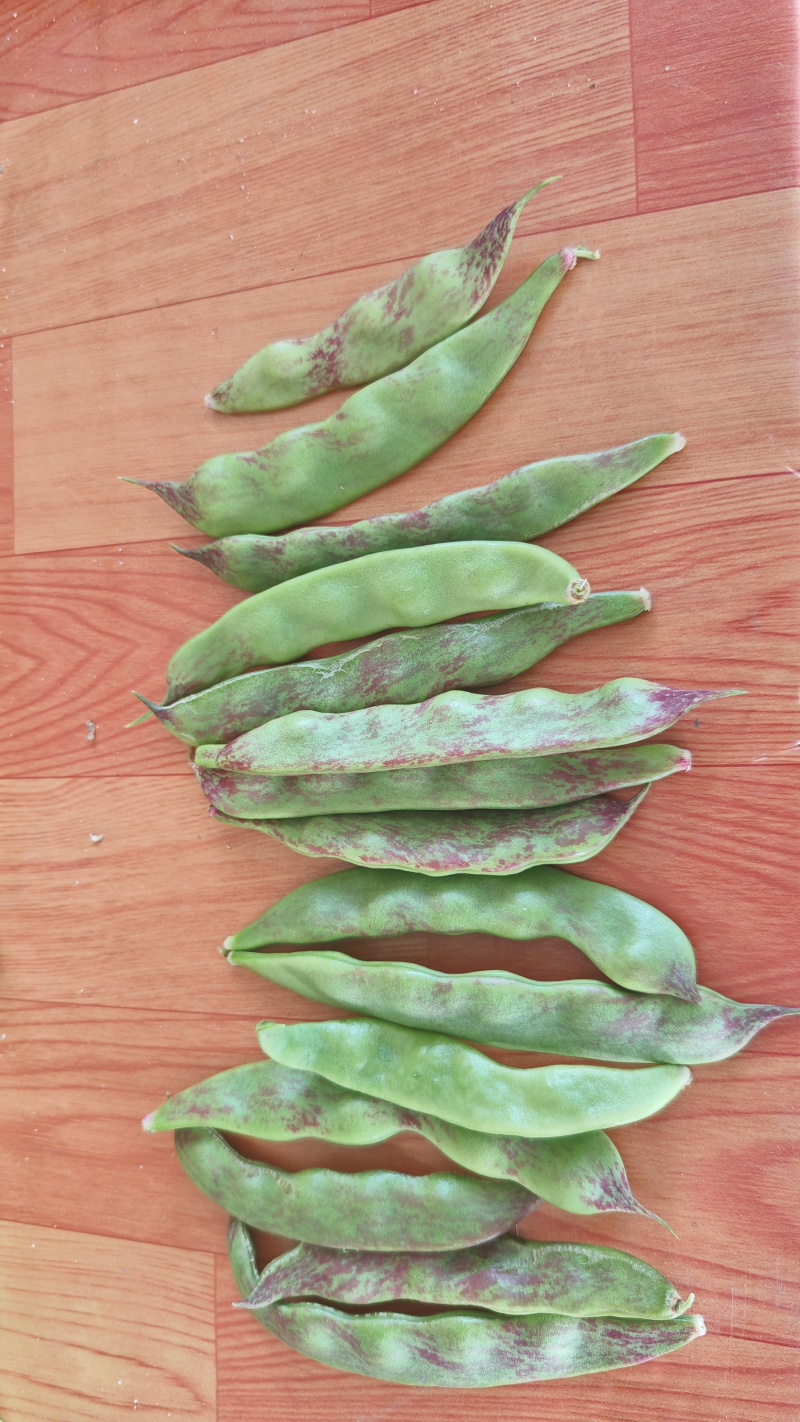 广东油豆角大量现货供应，规格齐全一手货源，可视频看货