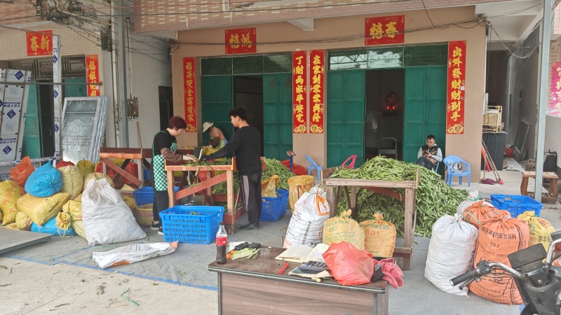 广东油豆角大量现货供应，规格齐全一手货源，可视频看货