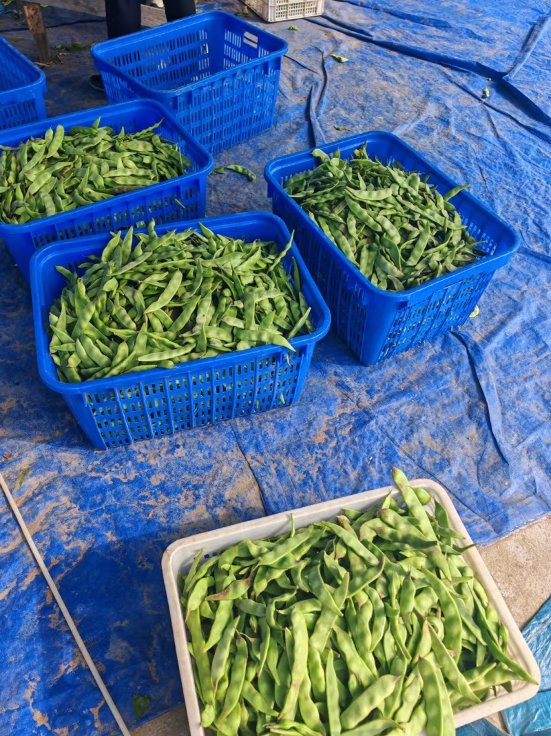 广东油豆角大量现货供应，规格齐全一手货源，可视频看货