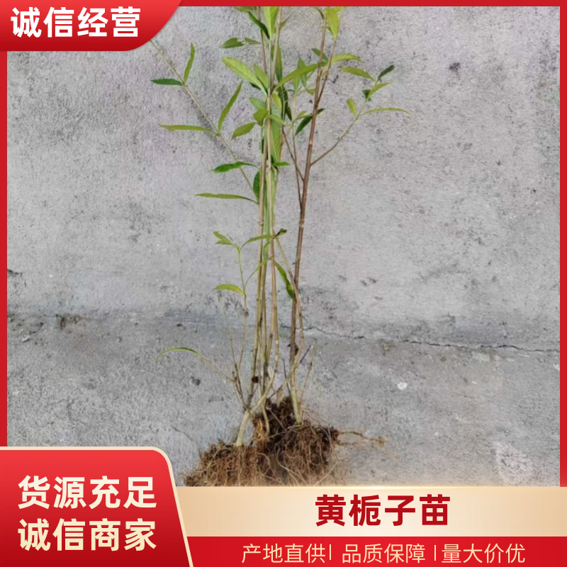 【实力推荐】高产黄栀子苗山栀子种苗基地直发包邮