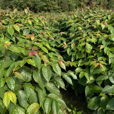钩藤双钩藤百亩基地高成活率免费技术指导可现场看货欢迎咨询