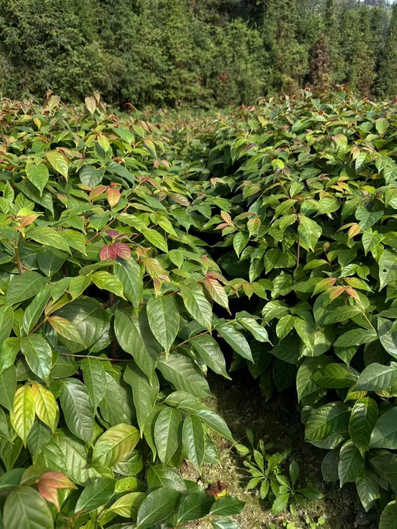 钩藤双钩藤百亩基地高成活率免费技术指导可现场看货欢迎咨询