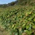 钩藤双钩藤百亩基地高成活率免费技术指导可现场看货欢迎咨询