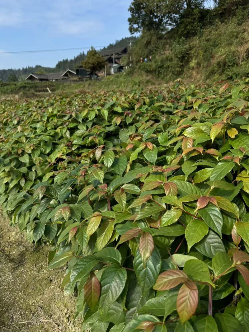钩藤双钩藤百亩基地高成活率免费技术指导可现场看货欢迎咨询