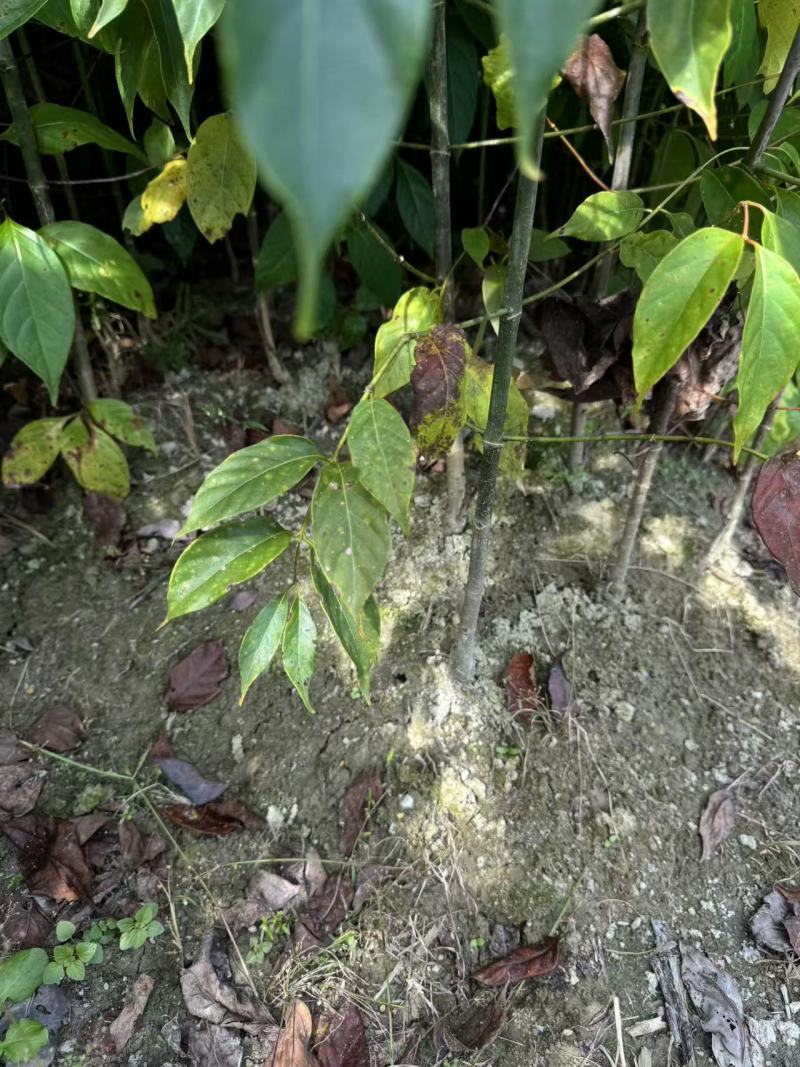 钩藤双钩藤百亩基地高成活率免费技术指导可现场看货欢迎咨询