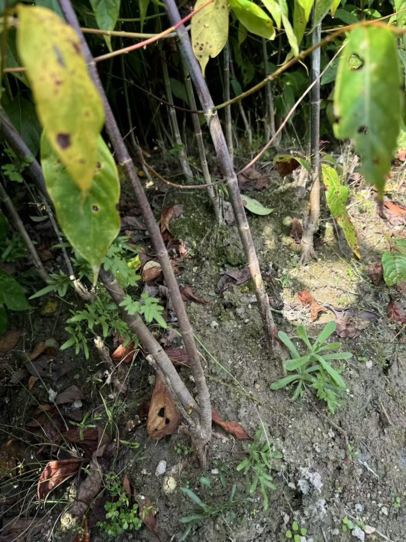 钩藤双钩藤百亩基地高成活率免费技术指导可现场看货欢迎咨询