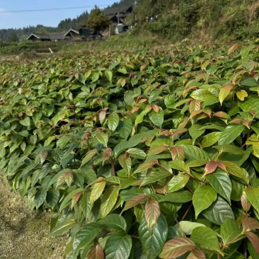 双钩藤百亩基地产地直发量大价优对接全国市场高成活率