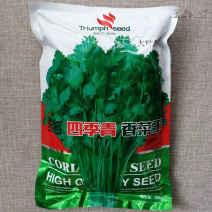四季青香菜王种子杂交青梗实心大叶香菜种籽香味浓郁耐热耐寒