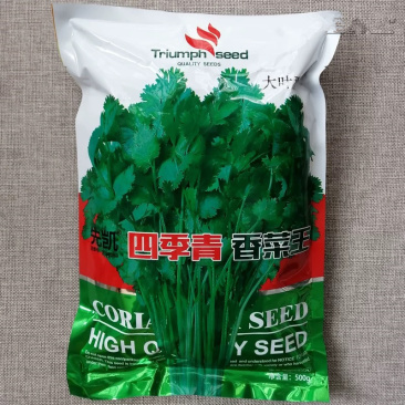 四季青香菜王种子杂交青梗实心大叶香菜种籽香味浓郁耐热耐寒