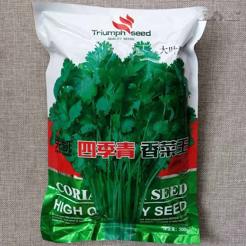 四季青香菜王种子杂交青梗实心大叶香菜种籽香味浓郁耐热耐寒