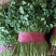 香菜铁杆青香菜口感好新鲜发货价格实惠欢迎联系
