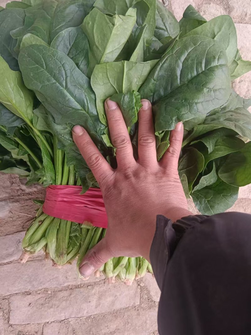 菠菜全国各地的批发市场及商超大叶菠菜量大价优口感佳