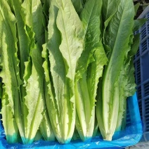 油麦菜，价格美丽，全国发货有需要联系质量保证