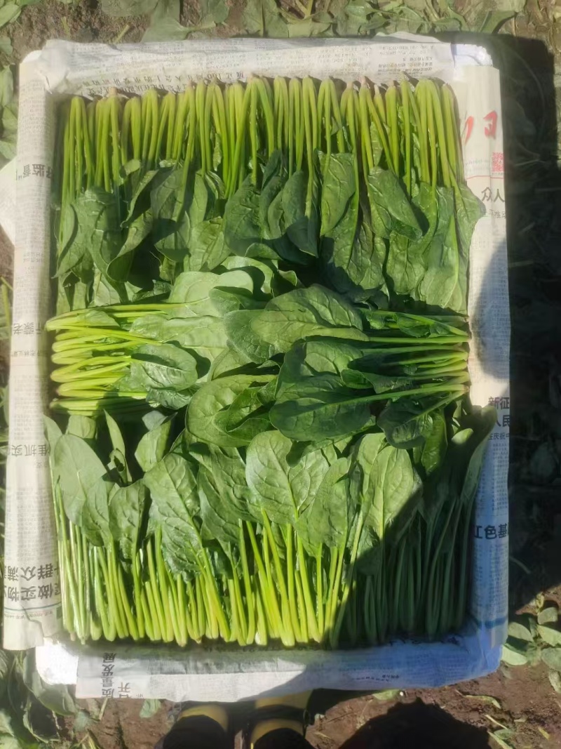 内蒙小叶菠菜/大小叶各种规格都有，产地大量上货