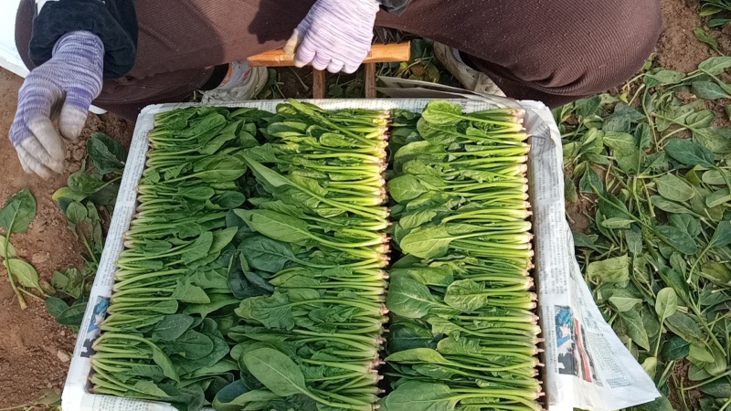 内蒙小叶菠菜/大小叶各种规格都有，产地大量上货