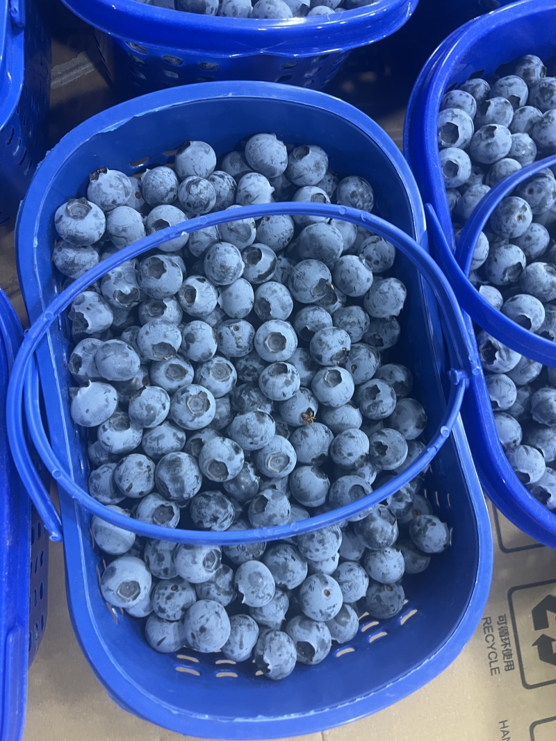 云南建水蓝莓产地直发规格齐全品质好对接电商市场等