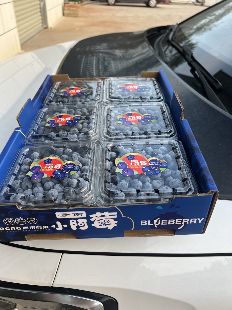 云南建水蓝莓产地直发规格齐全品质好对接电商市场等