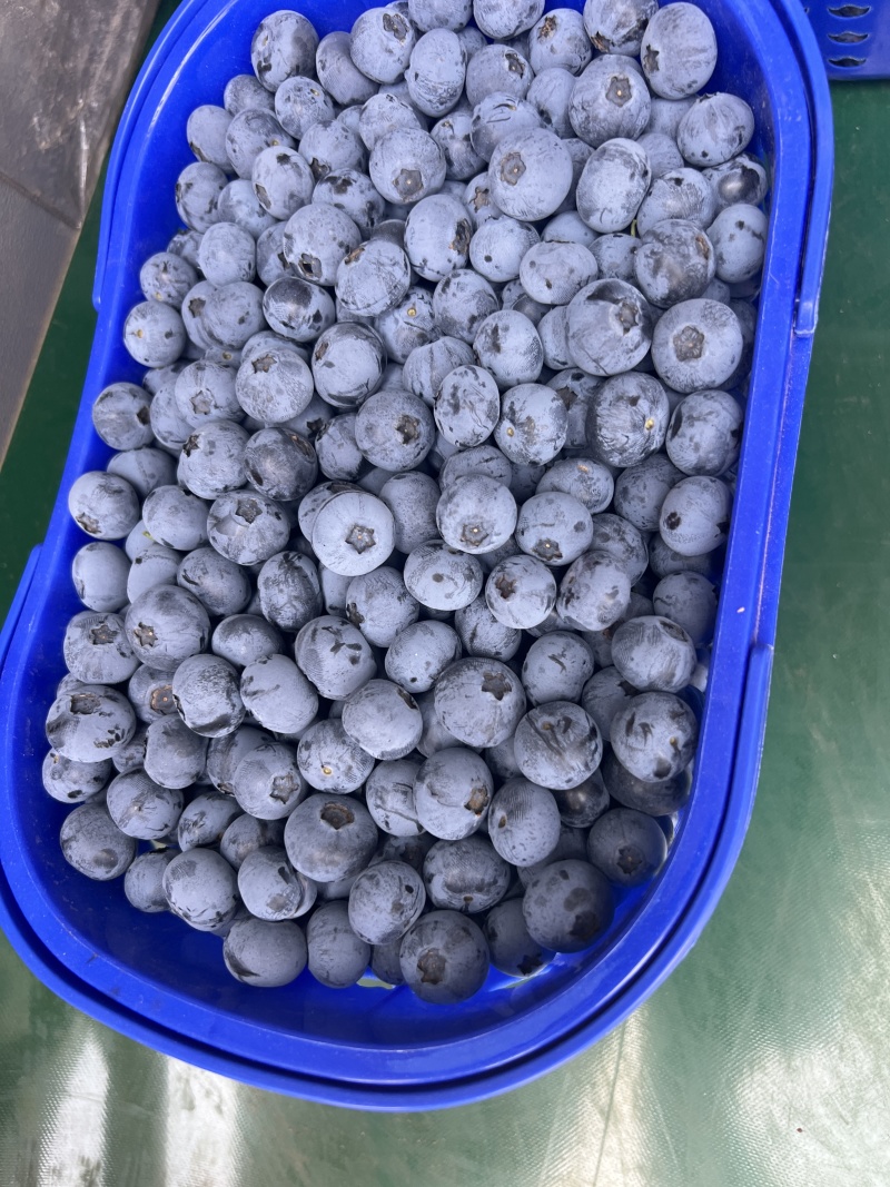 云南建水蓝莓产地直发规格齐全品质好对接电商市场等