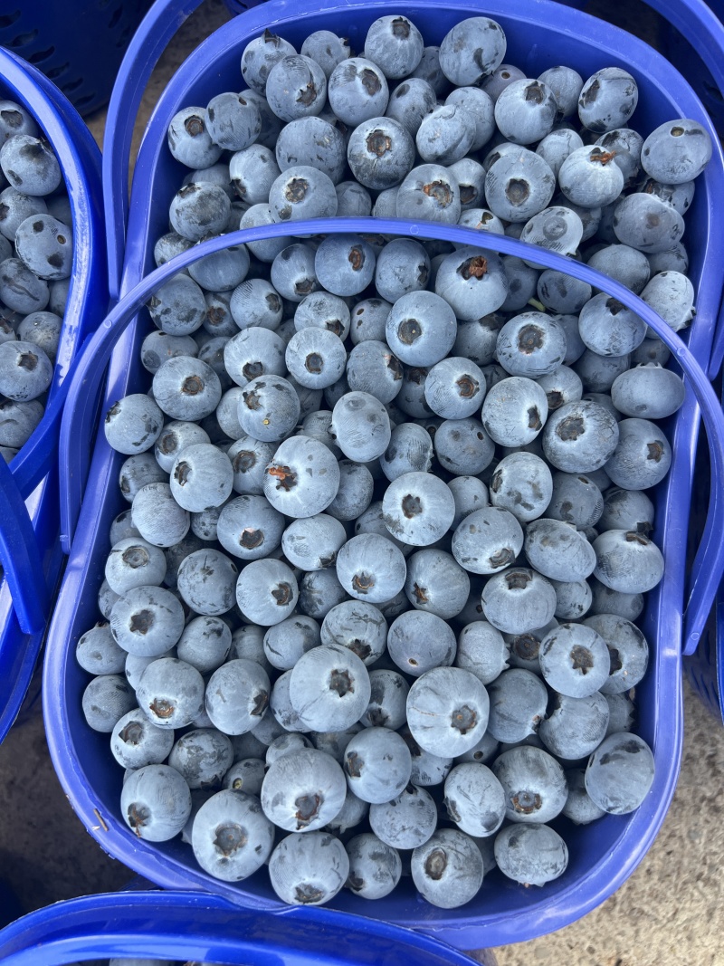 云南建水蓝莓产地直发规格齐全品质好对接电商市场等
