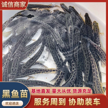 安徽黑鱼苗乌鱼苗渔场直供按需配货走货便利包服务