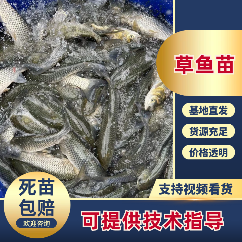 草鱼苗对接垂钓场个人公司养殖户渔场直供包技术指