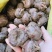 【湖北马蹄】精品荸荠奶油蜜甜清洗带泥真空均可全国发货