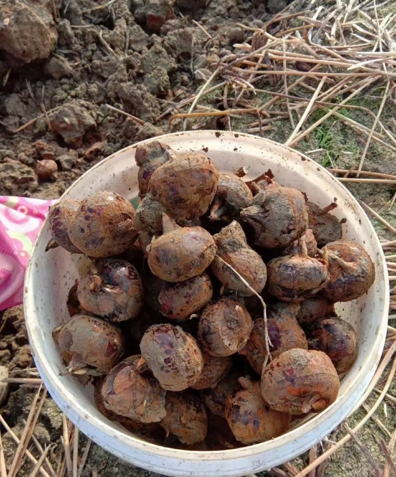 【马蹄】荸荠湖北毛马蹄大量供应品质保证全国发货