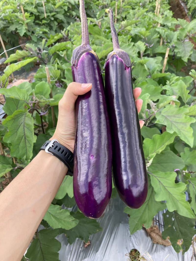 广东热销中茄苗茄子苗圆茄苗烧烤茄苗嫁接茄子苗