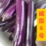 广东热销中茄苗茄子苗圆茄苗烧烤茄苗嫁接茄子苗