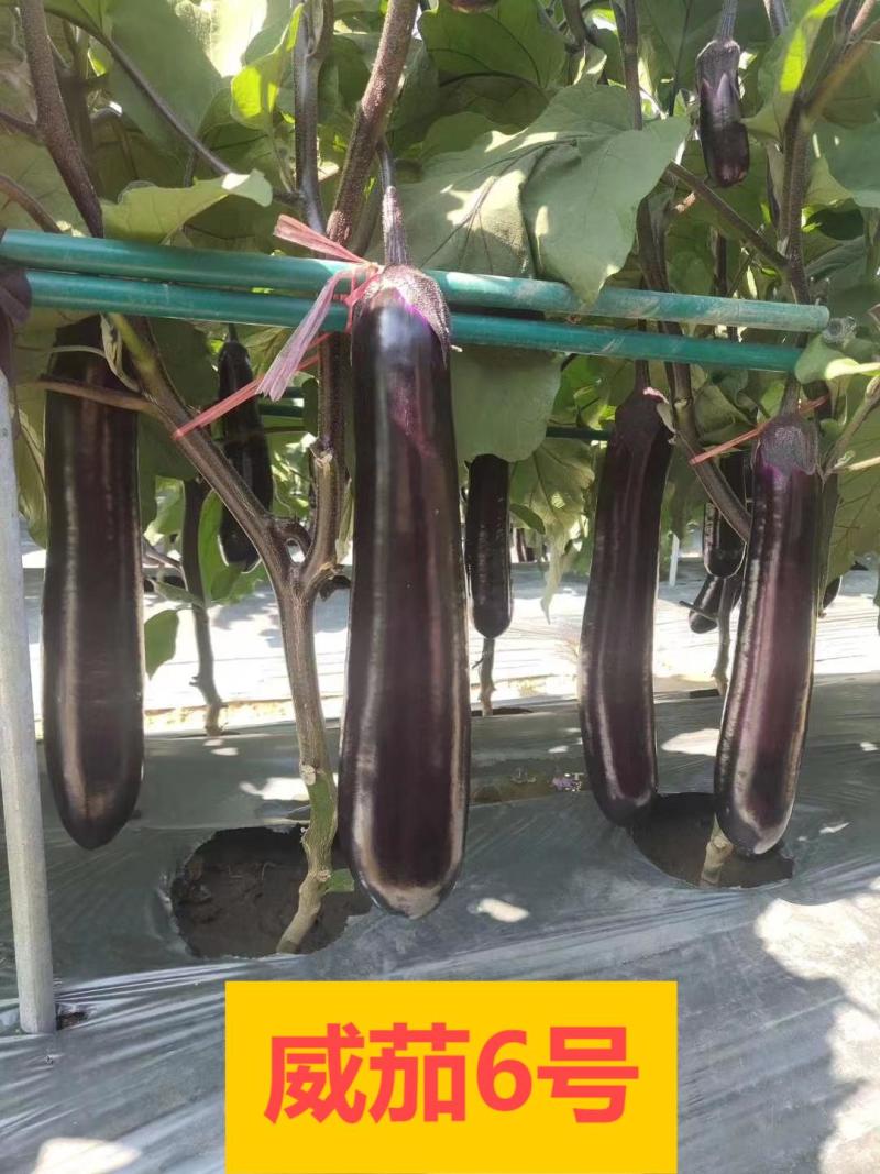 广东热销中茄苗茄子苗圆茄苗烧烤茄苗嫁接茄子苗