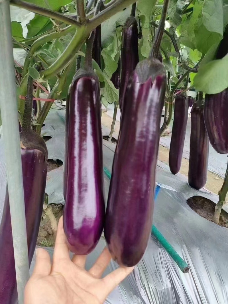 广东热销中茄苗茄子苗圆茄苗烧烤茄苗嫁接茄子苗