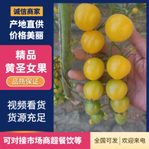 精品黄金圣女果产地发货一手货源批发品质保证全国代发！