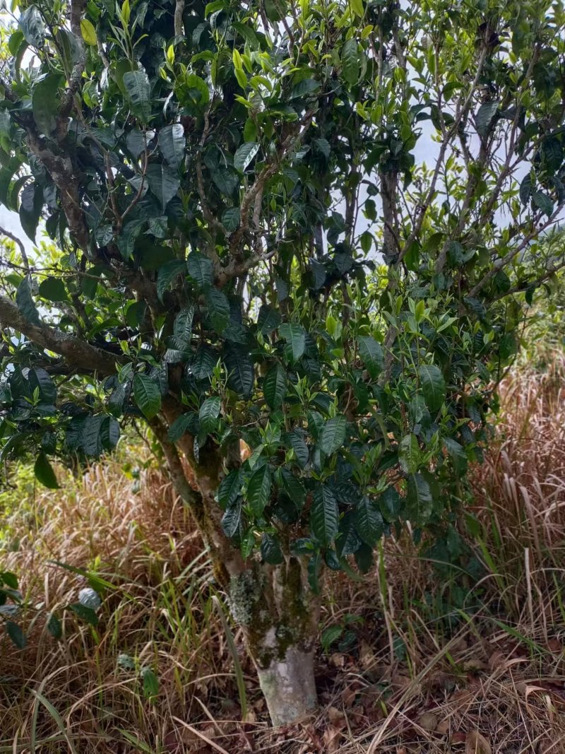 正宗云南古树普洱产地一手货源价格美丽全国可发对接商超