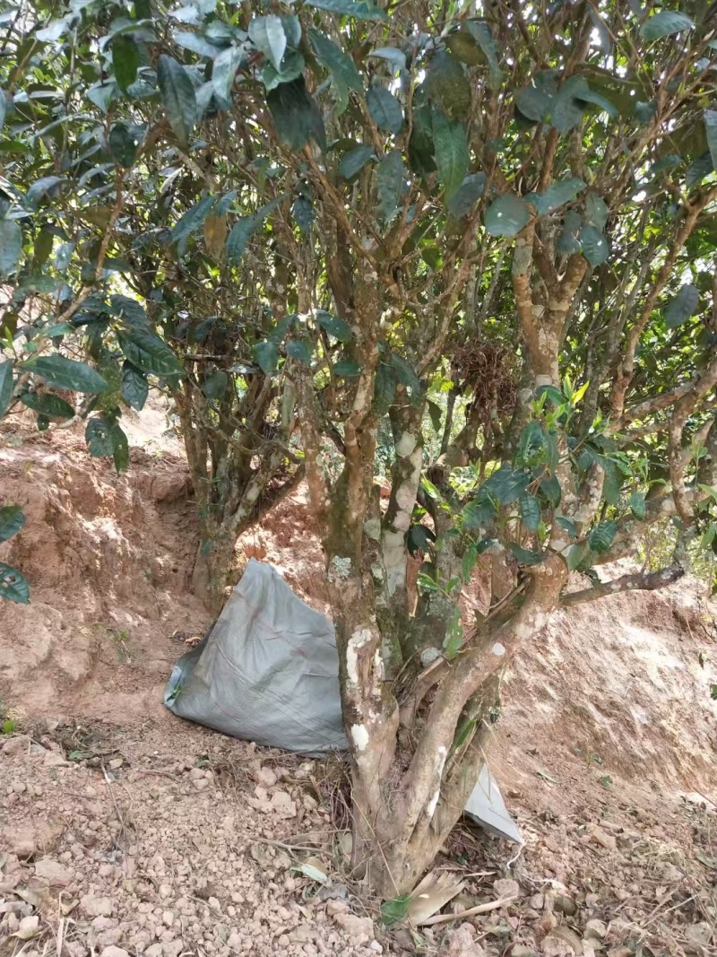 正宗云南古树普洱产地一手货源价格美丽全国可发对接商超
